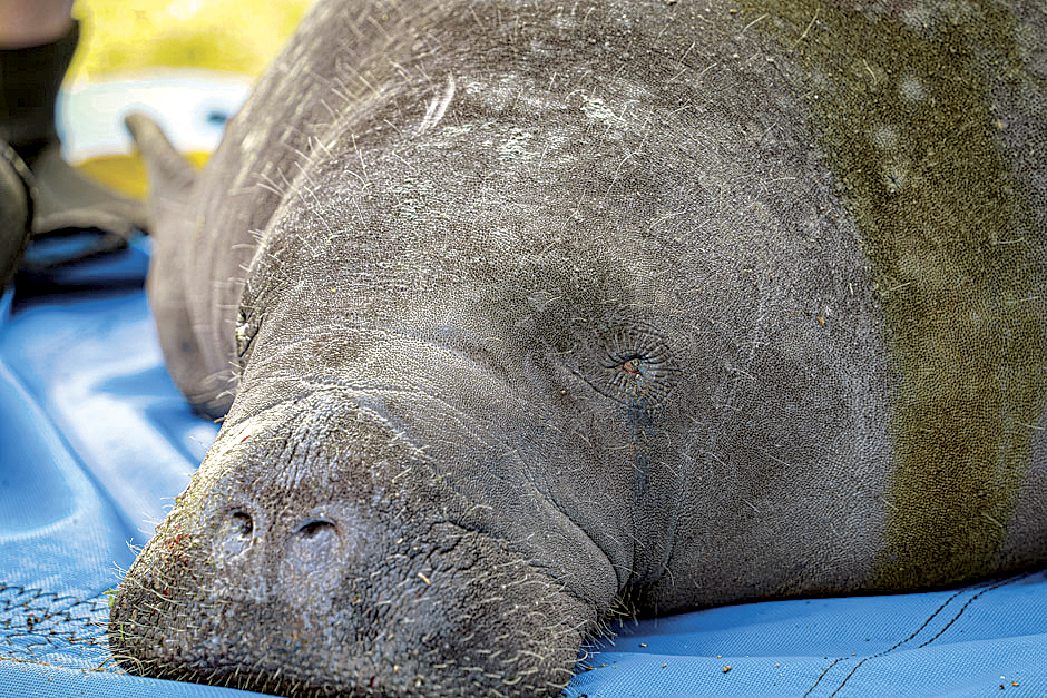 Manatees rescued at Coral Oaks Golf Course News Sports Jobs Cape Manatees rescued at Coral Oaks Golf Course News Sports Jobs Cape